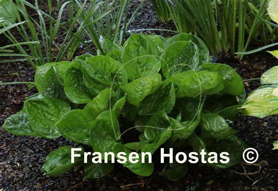 Hosta Fruit Cup